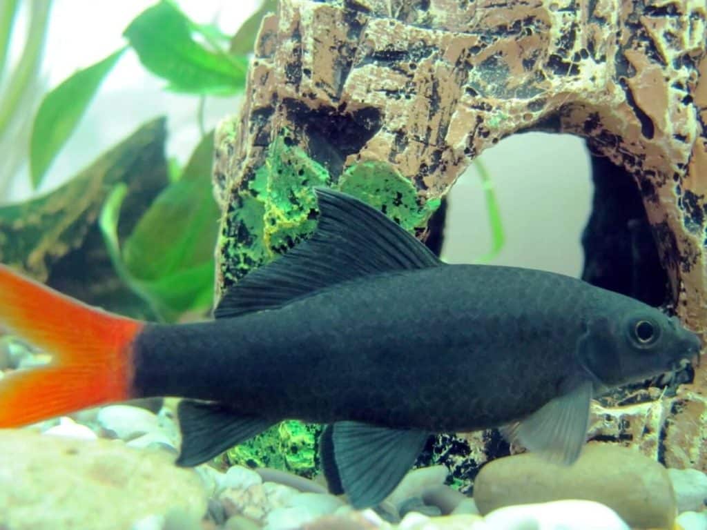 Vue latérale d'un requin à queue rouge