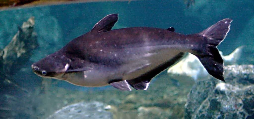 Un requin irisé nageant dans un aquarium d'eau douce.
