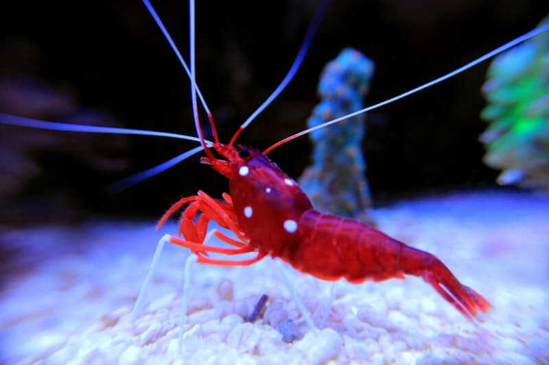 Une crevette de feu nageant dans un aquarium d'eau de mer.