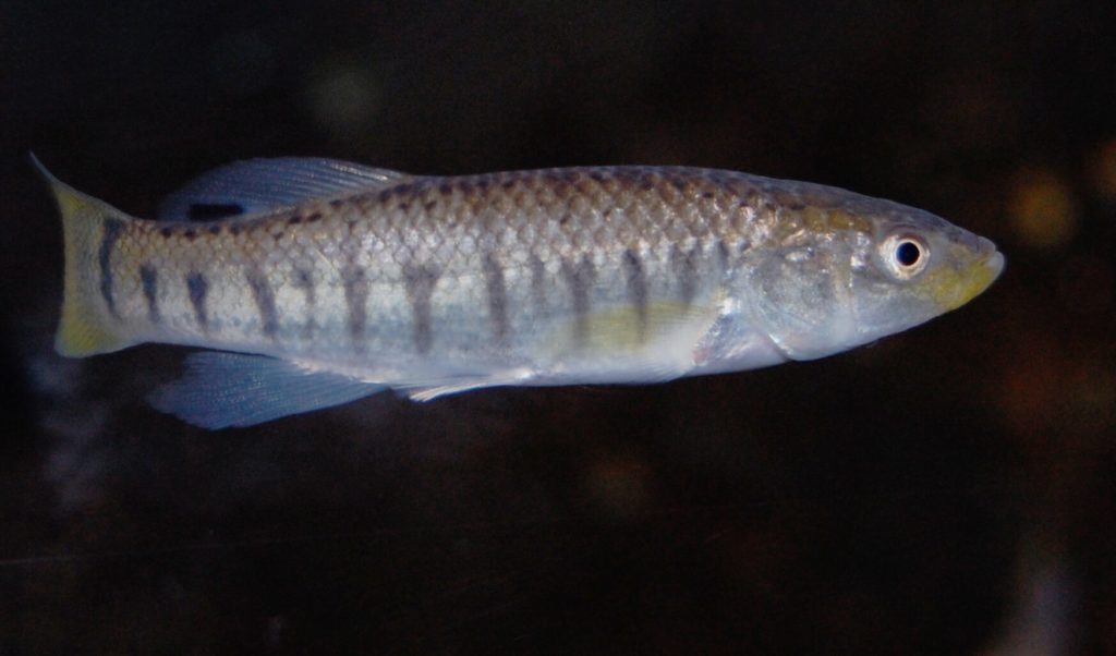 Poisson killifish en train de nager
