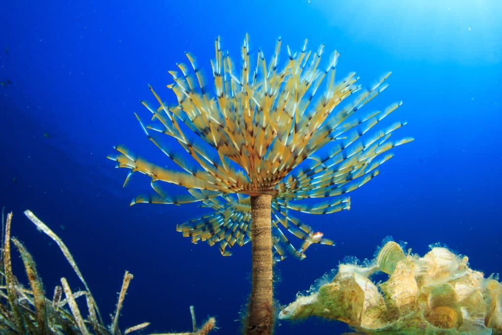 Un Sabellidae sp profitant de l'écoulement de l'eau