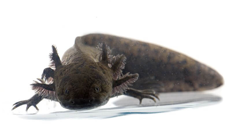Un axolotl noir adulte