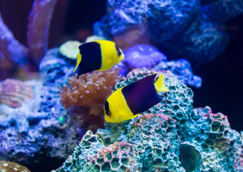 Deux anges bicolores nageant dans un aquarium d'eau de mer.