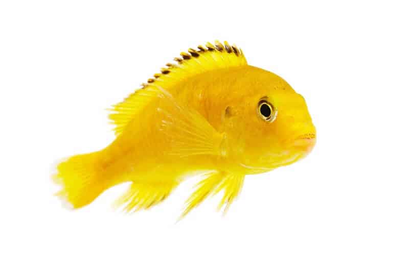 Un cichlidé de laboratoire jaune adulte