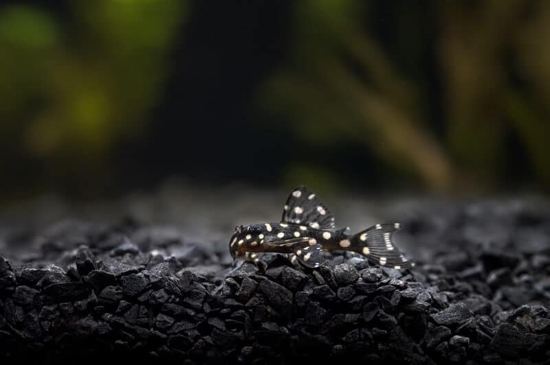 Un pléco boule de neige au fond d'un aquarium d'eau douce.