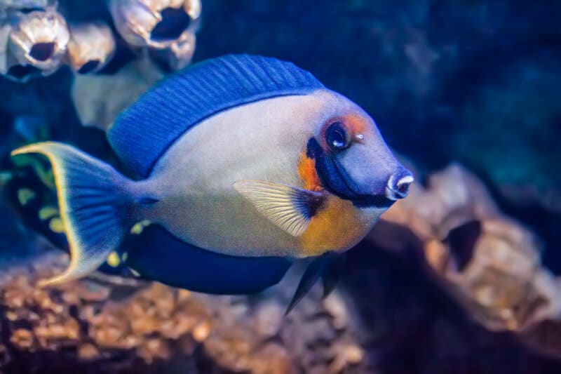 Un Tang mimétique nageant dans un aquarium d'eau de mer.