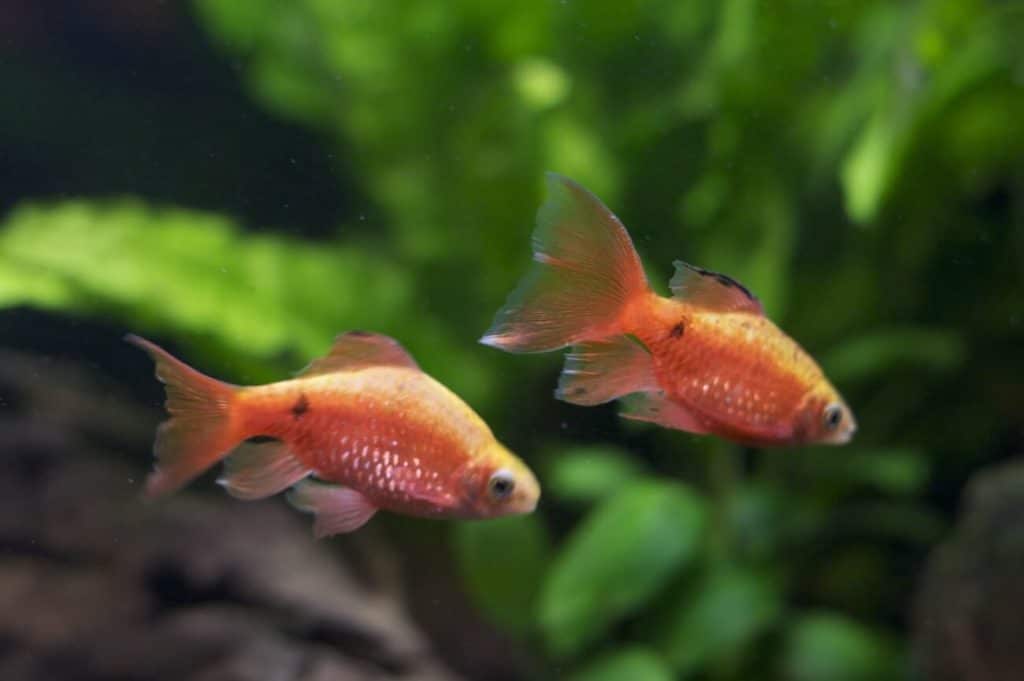 Deux barbes rosées nageant ensemble dans un aquarium d'eau douce