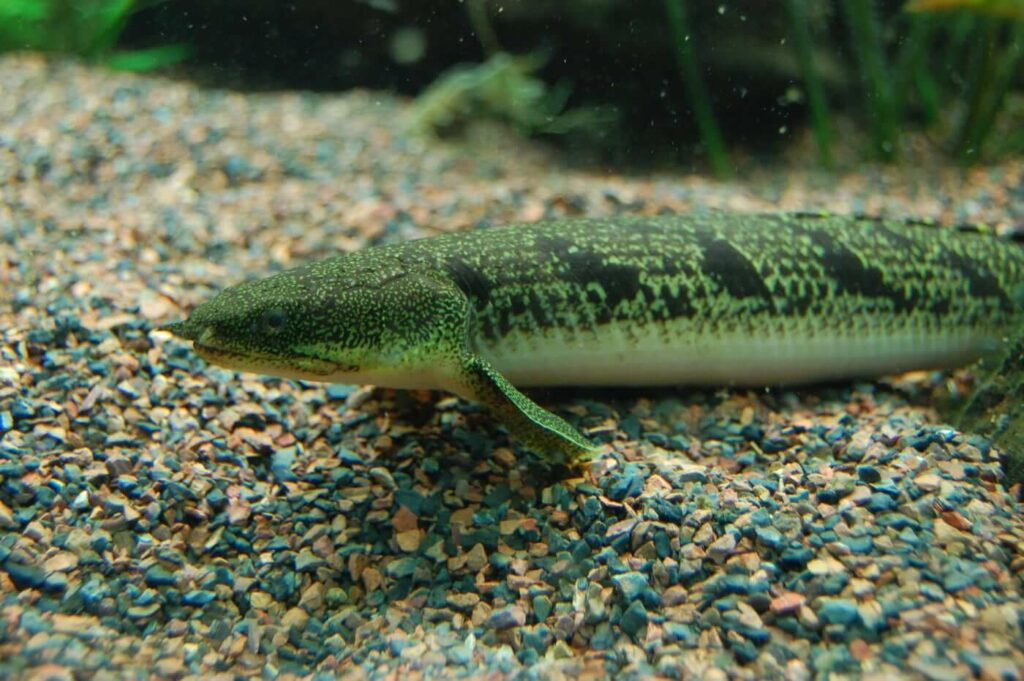 Bichir sur le substrat