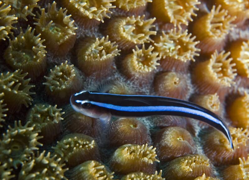 Gobie néon nageant dans un aquarium d'eau de mer.