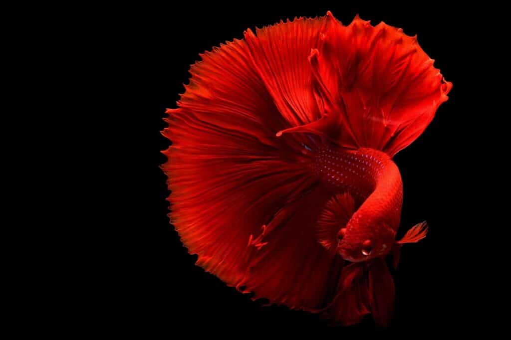 Betta rouge nageant