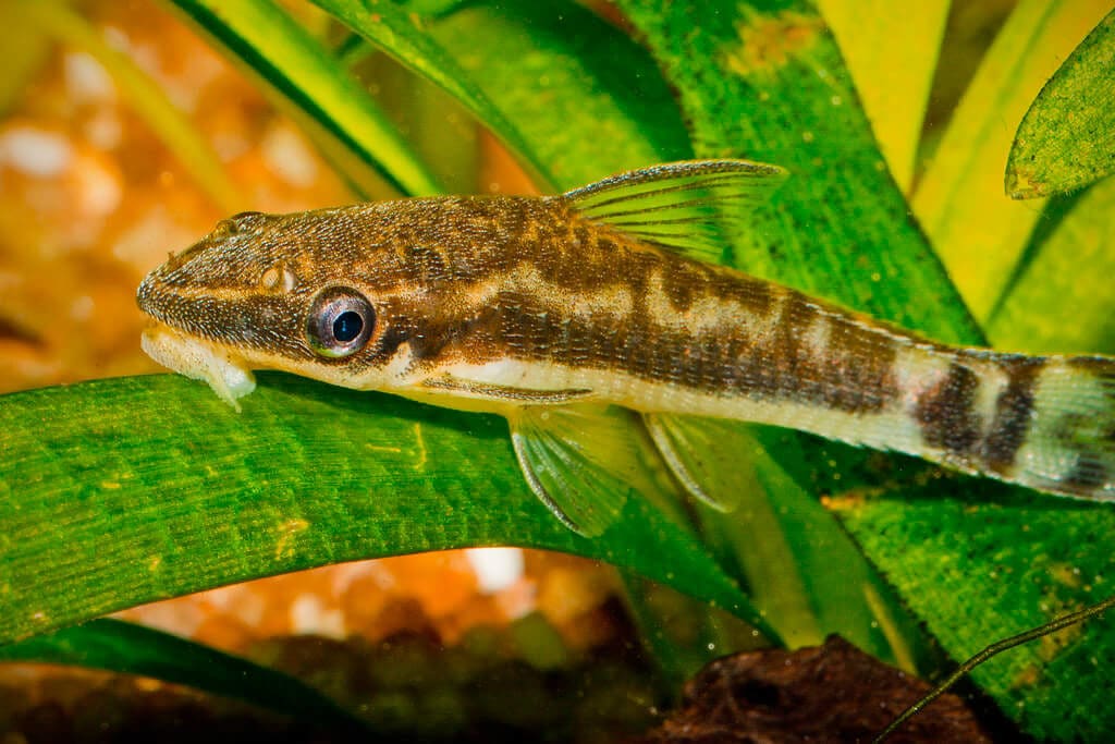 Otocinclus sur une plante dans un aquarium