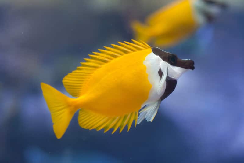 Poisson-renard nageant dans un aquarium d'eau salée