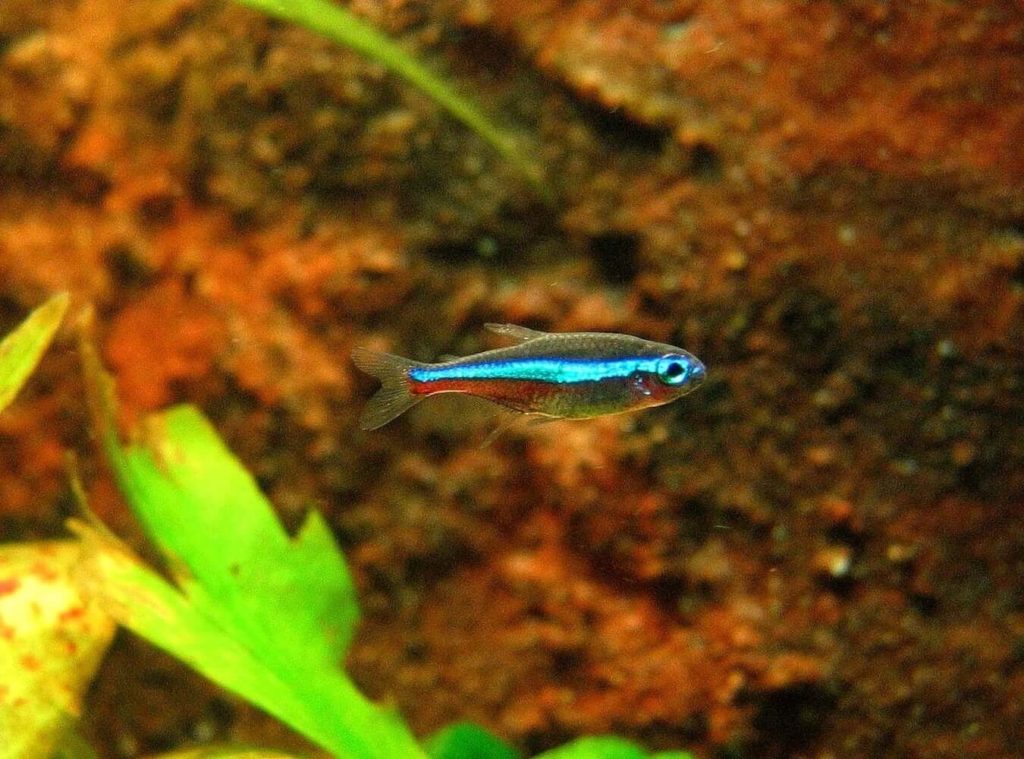Tétra vert néon nageant dans un aquarium d'eau douce.