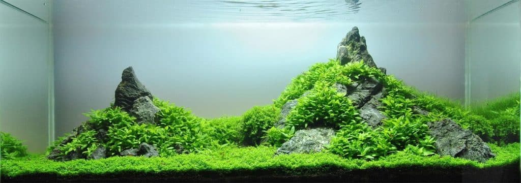 Tapis de Staurogyne repens dans l'aquarium